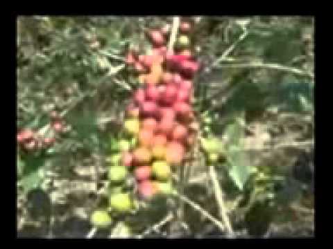 Campesino Lucas Iguarán