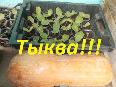 Thumbnail for Как посадить тыкву??? Простой, но очень эффективный метод для получения урожая!!!