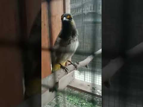 burung Rengganis mental baja