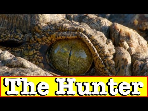 Thumbnail for 【動物の捕食】恐怖!!ナイルワニがヌーを襲撃する瞬間！ドキュメンタリー動画①