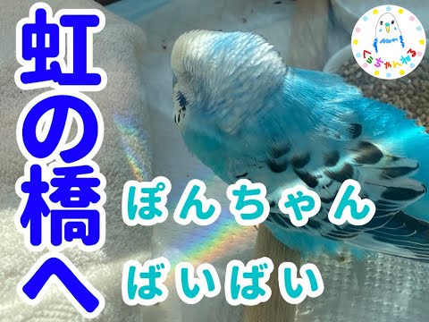 ぽんちゃんが虹の橋にいきました【セキセイインコ】【虹の橋】