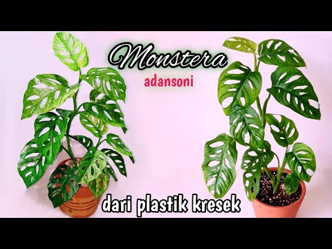 Tanaman hias monstera dari plastik kresek-janda bolong