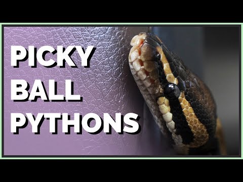 Thumbnail for Why Your Ball Python Won't Eat - Feeding Picky Snakes
