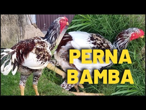 Thumbnail for Como curar PERNA BAMBA no Índio Gigante SEM REMÉDIOS INJETÁVEL e Evitar esse problema na criação