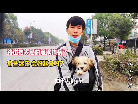 路边求助的流浪狗命悬一线,如果再晚一点 可能无力回天(视频记录2020年10月)