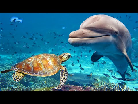 Thumbnail for Dormirse en 15 MINUTOS | Restauración de Cuerpo y Mente | Eliminar la Negatividad Subconsciente