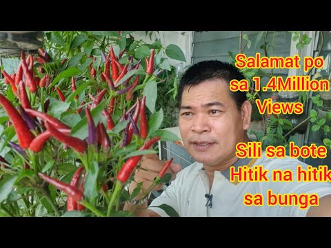 PAANO MAGTANIM NG HOT SILI SA BOTE NA HITIK NA HITIK SA BUNGA (with ENG subs)