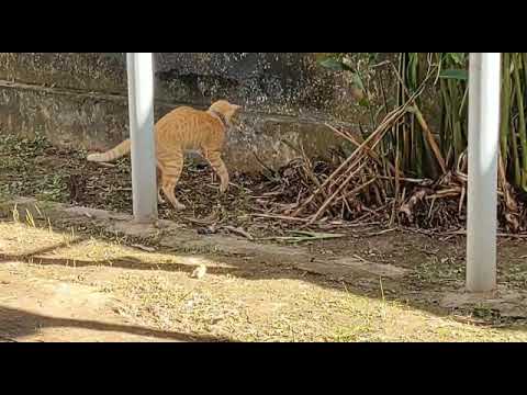 Se não tem as manhãs não entra não sem instrução de um profissional!