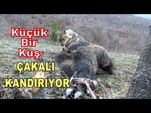 KOCA BİR ÇAKALI KÜÇÜK BİR KUŞ NASIL KANDIRABİLİR Kİ?