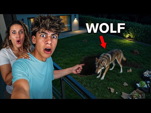 Thumbnail for A Vicious WOLF Destroyed our Backyard