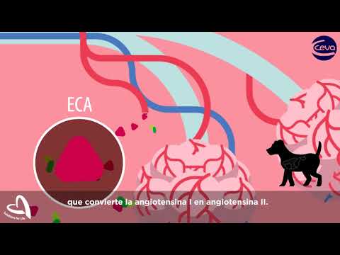 Thumbnail for Sistema Renina Angiotensina Aldosterona en el perro (Eje RAAS)