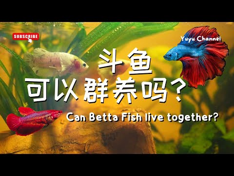 Betta Series ???? 斗鱼打架鱼系列 | 斗鱼打架鱼可以群养吗?Can Betta Fish live together?