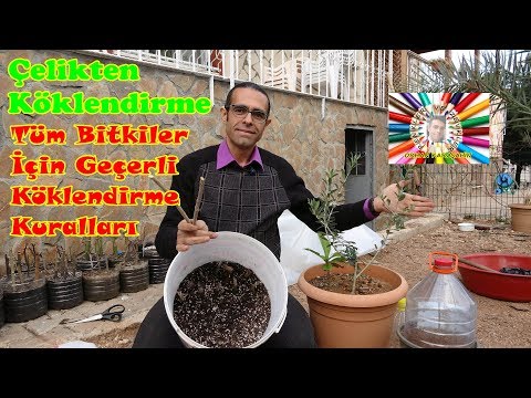 Thumbnail for Çelikten Köklendirme Nasıl Yapılır? (Zeytin Uygulaması)