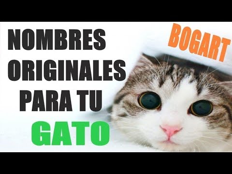 Thumbnail for 23 NOMBRES ORIGINALES Y BONITOS PARA TU GATO