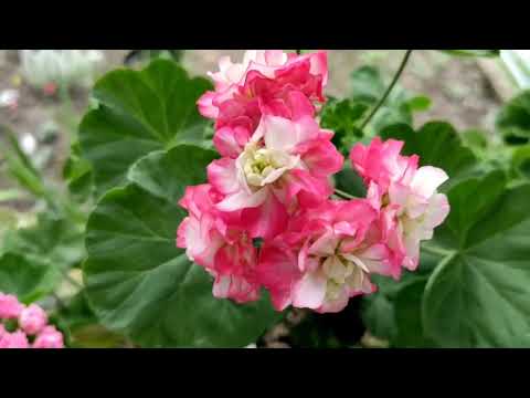 Thumbnail for Просто наши цветочки