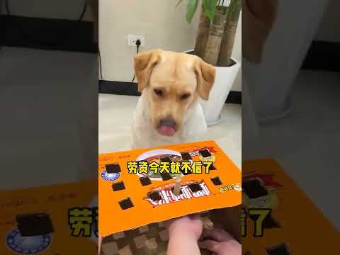 跟狗子玩个游戏，又玩急眼了