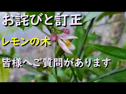 【お詫びと訂正】レモンの木について皆様へご質問があります