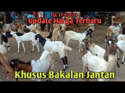 UPDATE HARGA TERBARU KHUSUS BAKALAN JANTAN