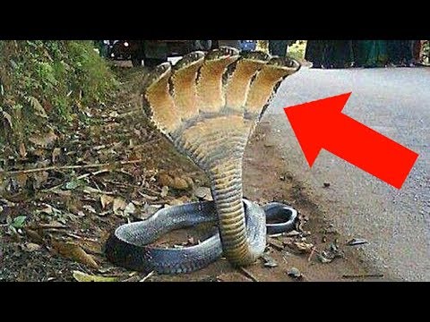 Thumbnail for 10 Самых Необычных Животных, в Существование Которых Сложно Поверить