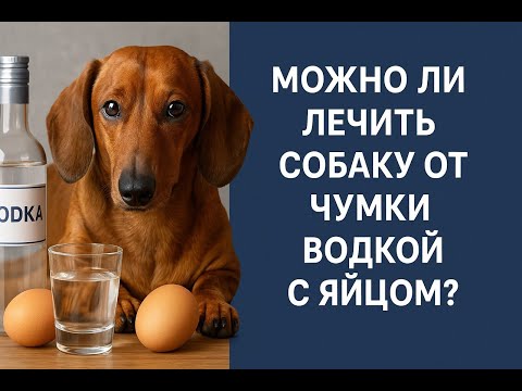 Thumbnail for Можно ли собаку вылечить от чумки и других вирусных болезней водкой с яйцом и как это помогает