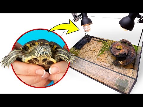 Thumbnail for Assembling Turtle Terrarium For Two Cute Red Eared Turtles