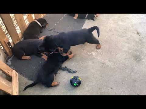 迷人的罗威纳&饭后活动吃饱了很开心。/Charming Rottweiler & After Meal Activities Filled and happy.