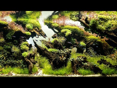 Thumbnail for La création d'Adam - Les secrets d'un aquarium de concours en aquascaping travaillé sur la durée