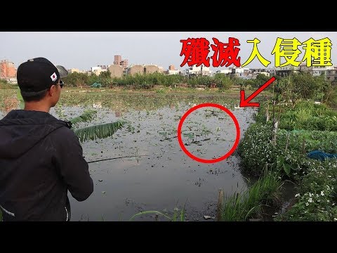 原本寧靜的池塘，竟然釣到這種魚... 【生態浩劫？】