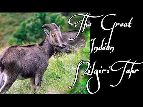 The Great Indian Nilgiri Tahr | The Great Indian Breeds