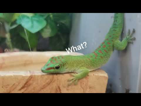 Thumbnail for Funny Lizards?