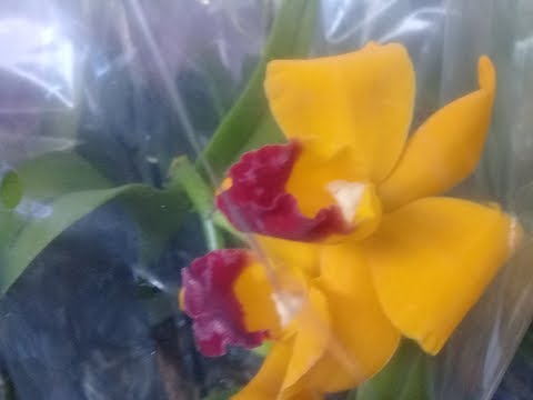 Обзор орхидей -цветочная база в Краснодаре