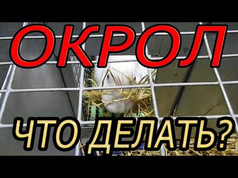 ОКРОЛ, подготовка гнездовья, маточника (видео 5)