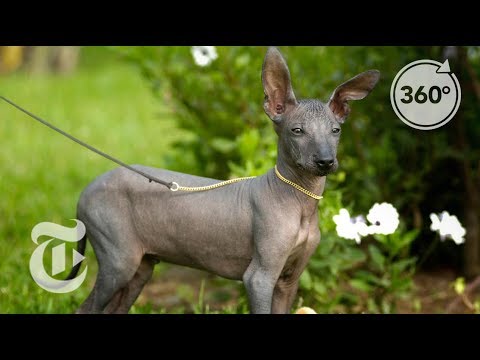 Hairless Dogs ‘As Important As Machu Picchu’ In Peru | The Daily 360 | The New York Times