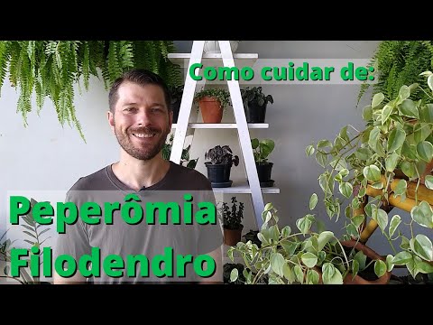 Como cuidar de Peperômia Filodendro e ter uma linda planta pendente!
