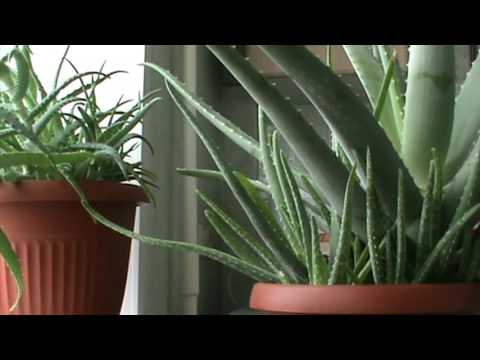 Алоэ. Эрозия шейки матки. Лечение.