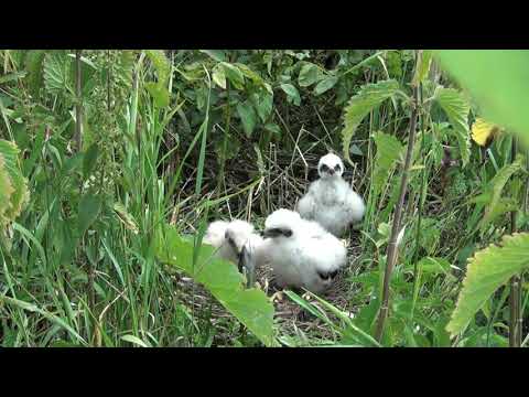 Thumbnail for Гнездо луговых луней