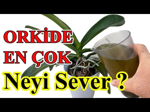 Orkideyi Coşturmak İçin 7 Temel Kural ( ETKİSİ KANITLANMIŞ YÖNTEMLER  )