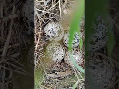 Thumbnail for four eggs