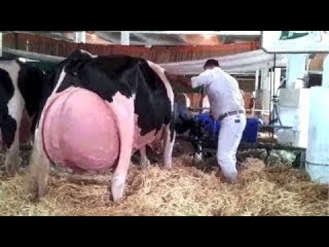 أغرب 5 سلالات أبقار في العالم  لن تصدق وجودها في العالم