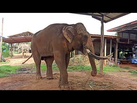 บัวบานบุกมาขอเป็นช้างศึกกับทองคำถึงบ้าน