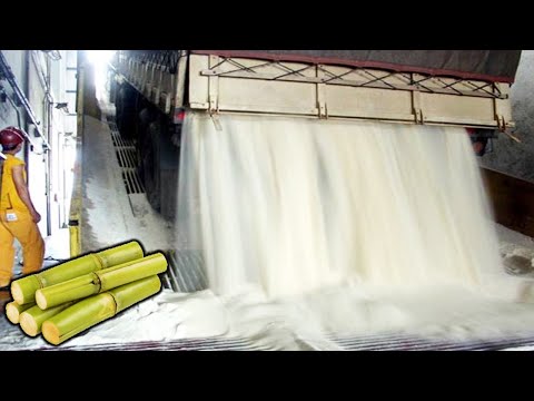 Thumbnail for COMO se HACE el AZÚCAR de la caña de azúcar | Como se COSECHA el AZÚCAR de caña