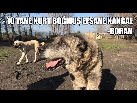 Thumbnail for 10 TANE KURT BOĞMUŞ EFSANE KANGAL - BORAN- ( Efsane Köpekler 6.BÖLÜM ) KANGAL #3 ( biggest dogs )