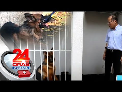 Apollo, PNoy’s pet dog, sensed his human’s passing, say handlers | 24 Oras Weekend