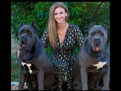 UNA SITUACIÓN DE PELIGRO , un macho o una hembra ? CANE CORSO