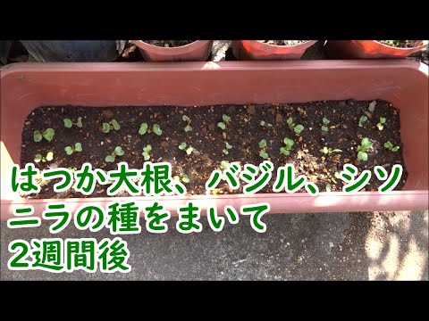 はつか大根、バジル、シソ、ニラの種をまいて、2週間後【プランター栽培・育て方・成長記録】