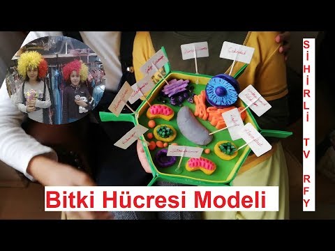 Thumbnail for 7. Sınıf Fen Bilimleri Bitki Hücresi Model Yapımı SİHİRLİ TV RFY