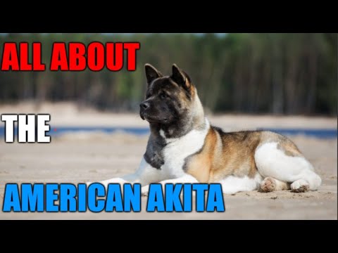 Thumbnail for All About the American Akita Dog - Akita 101