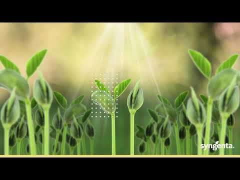 Dessecação de pré-plantio na Soja