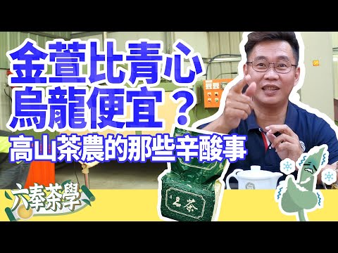【六奉茶莊】金萱烏龍茶為何比青心烏龍茶還便宜!? 金萱品種萬般好,可惜沒有這個特性