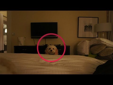 Thumbnail for 10 Momentos de MIEDO cuando los ANIMALES ven FANTASMAS